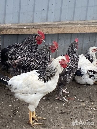 Доминанты петухи куры