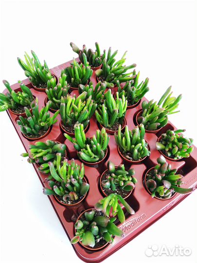 Крассула Хорн Три 5/10