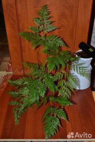 Даваллия sp. fejeensis