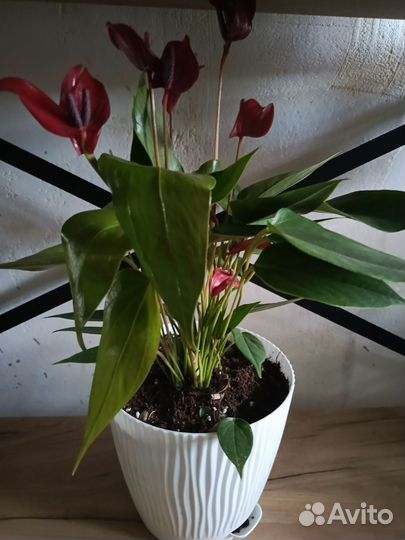 Антуриум микс