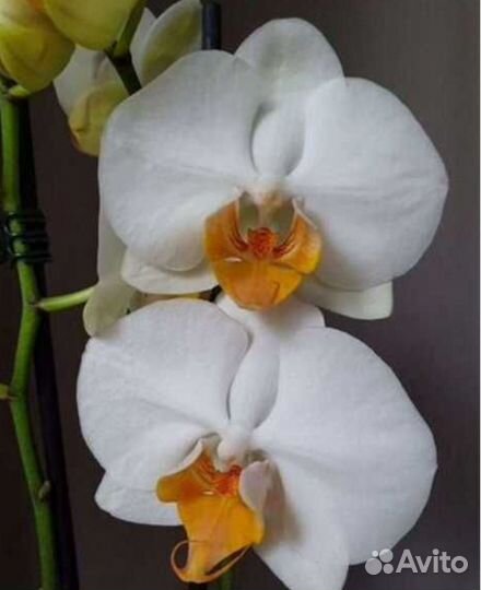 Орхидея фаленопсис