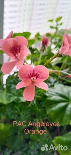 Пеларгонии