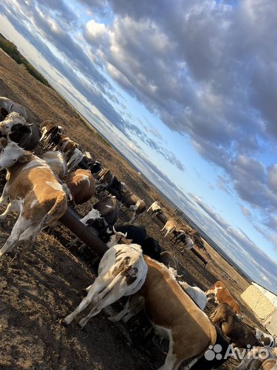 Быки живым весом