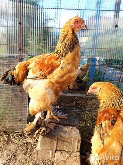 Брама петухи(природные)крупные