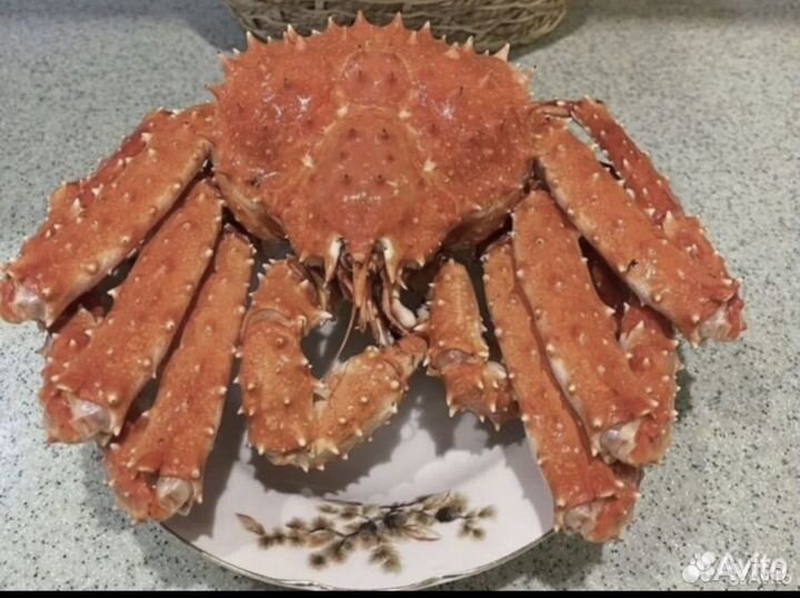 Краб камчатский подарочный целый