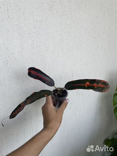 Кротоны миссис айстон, мамми