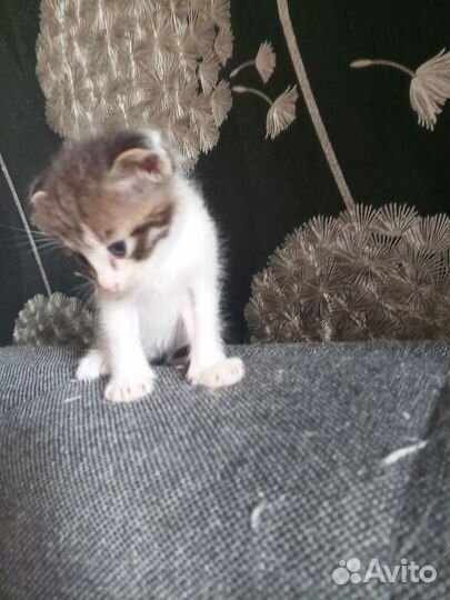 Котята