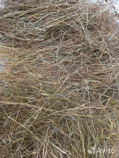 Продам сено в тюках