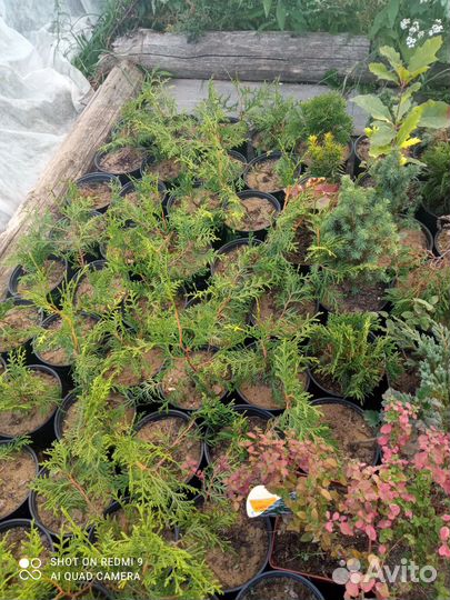 Хвойные для прекрасного сада