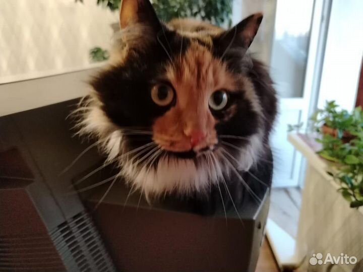 Кот и кошка в добрые руки