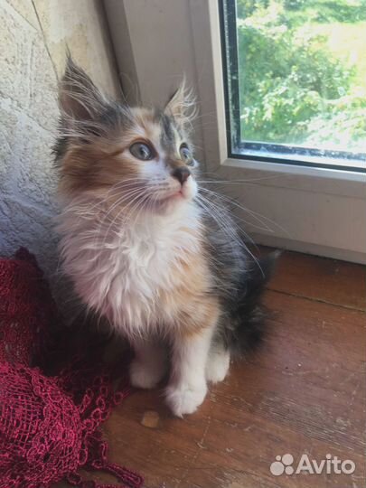 Котенок в добрые руки