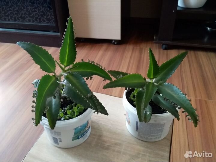 Каланхоэ лечебное