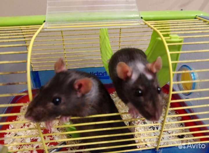 Крысы дамбо