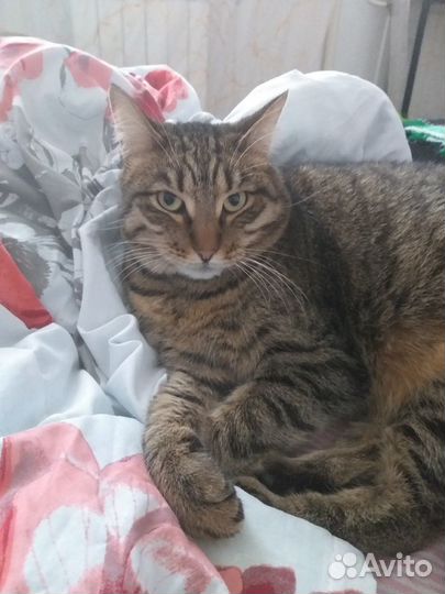 Кот Симба в добрые руки