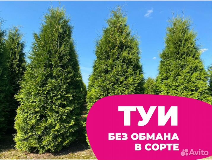 Туя оптом