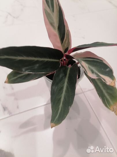 Строманта триколор 350р, традисканция белая 150р