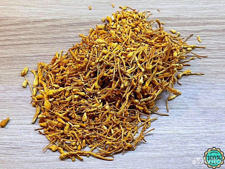 Кордицепс гриб