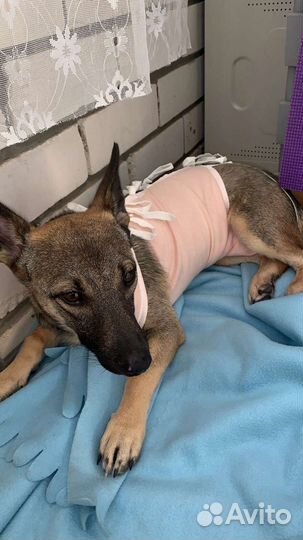 Щенок коротколапик