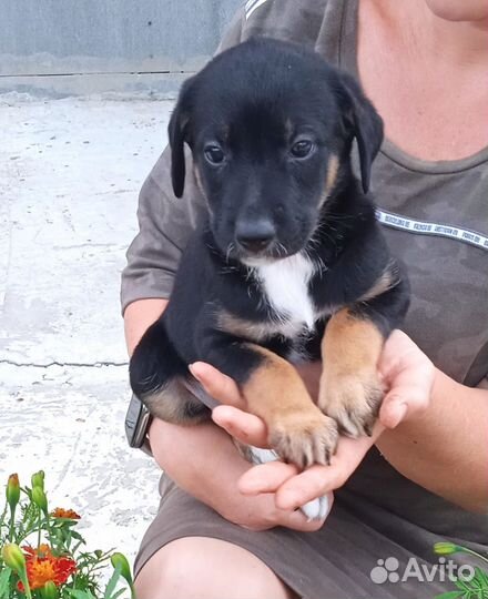 Ксолоитцкуинтли мальчик