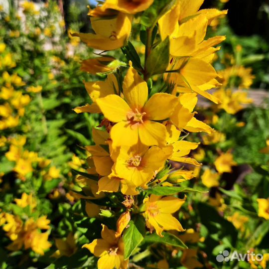 Многолетние цветы и рассада