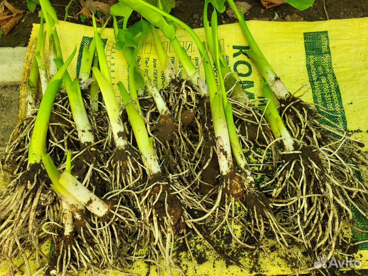 Растения каллы, корни