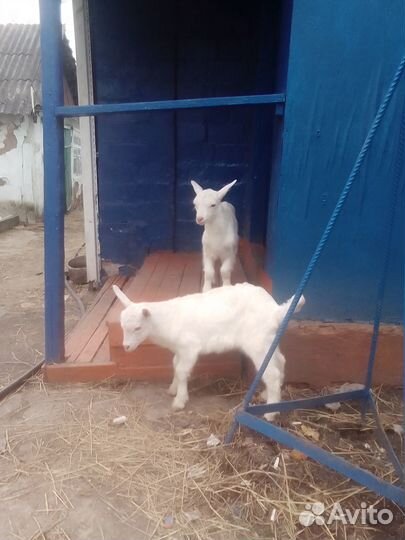 Продам козлят зааненских