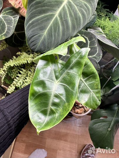 Алоказии розовый дракон аурея и бамбино пинк