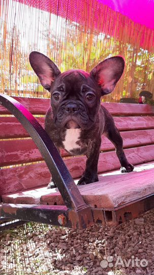 Французский бульдог щенки