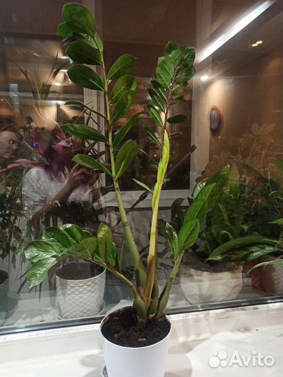 Замиокулькас