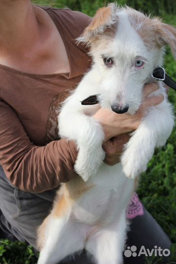 Никуся (4-5 мес) с разноцветными глазками ищет дом