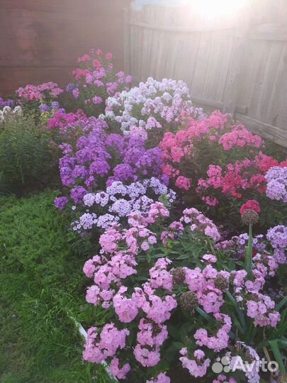 Флоксы сортовые