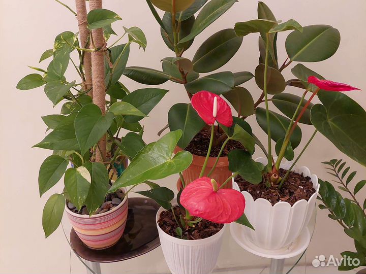 Папоротник комнатный