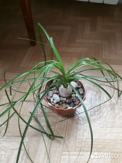 Нолина бокарнея 2 шт