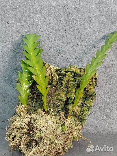Dendrobium keithii Азия