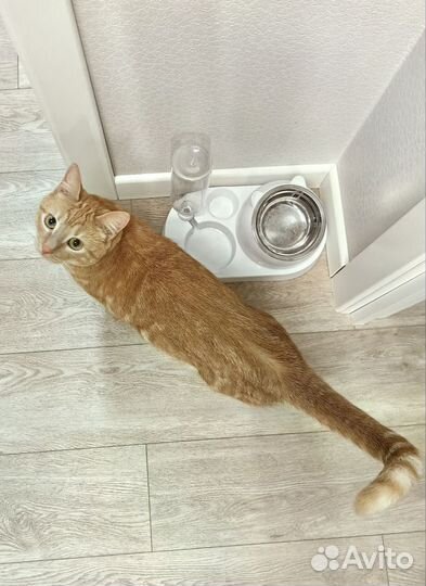 Миска с автопоилкой