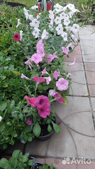 Петуния ампельная