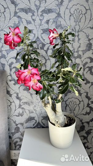 Адениум крупномер