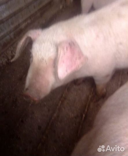 Поросенок ландрас