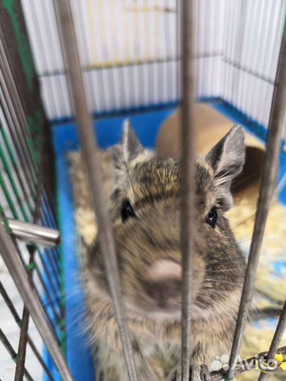 Чилийские белки Дегу