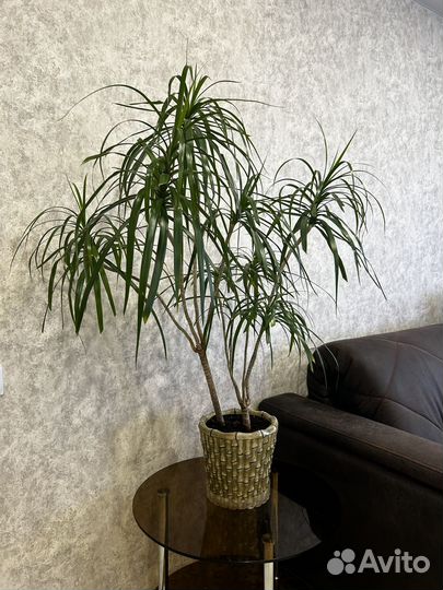 Драцена с горшком