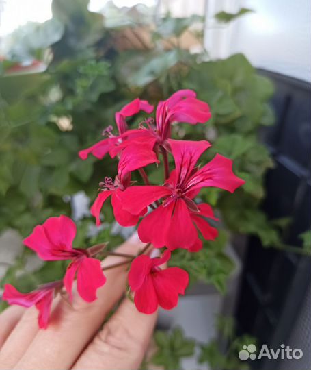 Плющелистная пеларгония