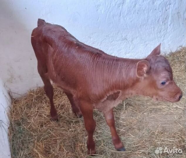 Продается телочка