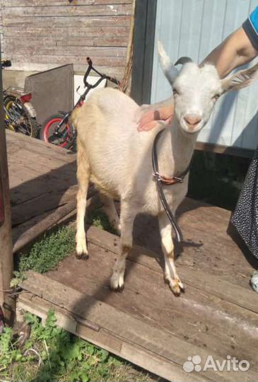 Козочки, козлики