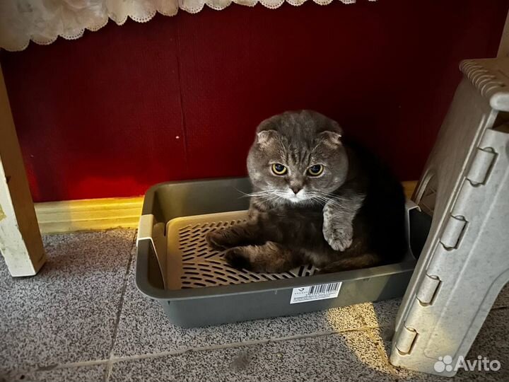 Котик в добрые руки
