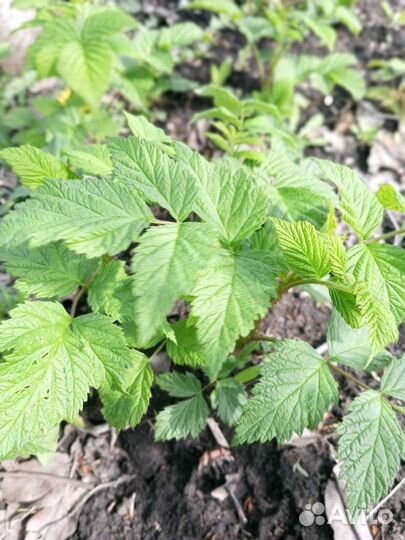 Саженцы ремонтантной малины