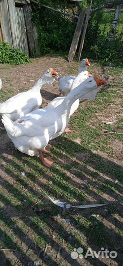 Холмогорские ч п гуси