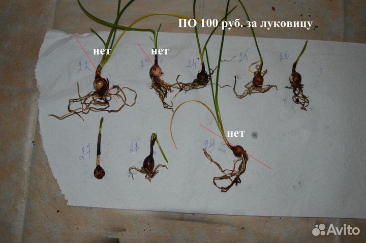 Зефирантес выскочка сортовой - ассорти