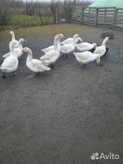 Продаются суточные, подрощеные гусята