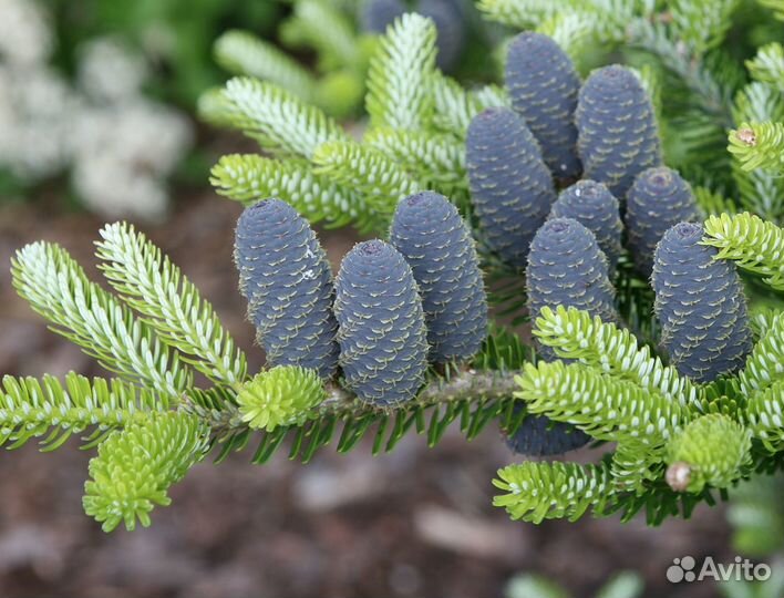 Ель голубая, пихта бальзамическая