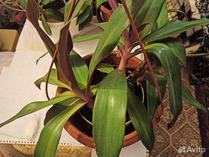 Традисканция родом из Пекина